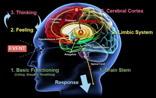 Picture of brain and what structures are activated in Brainspotting|True North Therapy in Denver helps teens and young adults heal from trauma|80120|80112|80111