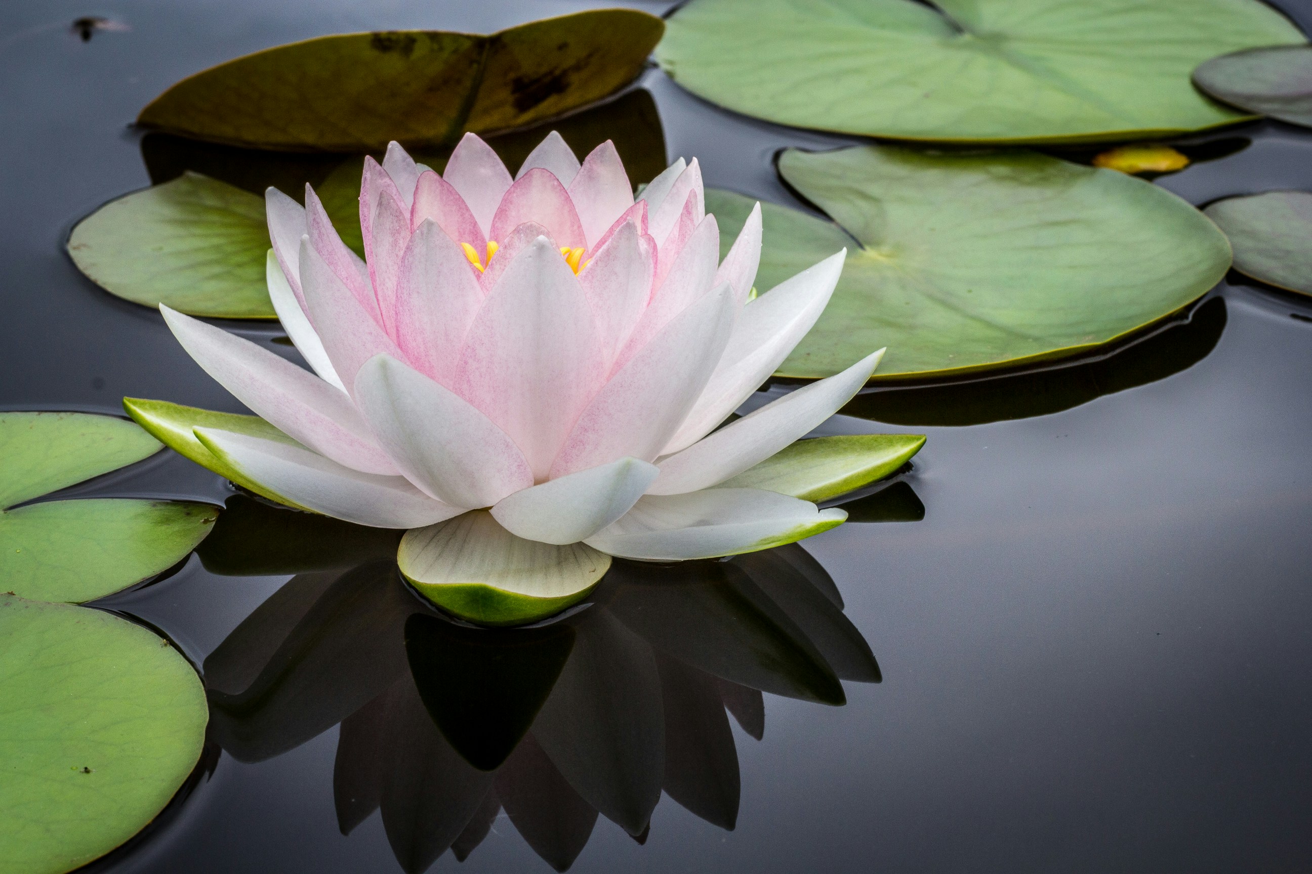 Lotus flower|True North Therapy helps traumatized teens|South Denver|80112|80113|80120